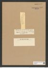 Eucampia balaustium var. minor Castr. (de-Toni-Nr.: Genus 142, Species 8043) Zeichnungen Sammlung Grunow Nr. 7622 (NHMW-BOT-W0376797)